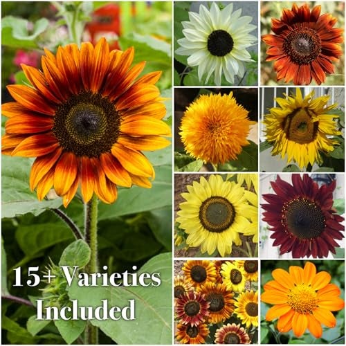 Seed Needs Sunflower Seeds to Plant The Original Crazy Blend | 500+ Heirloom Seeds 15+ Varieties Open Pollinated & Untreated | XL Packet Multicolored Blooms Flower Seed - Image 5