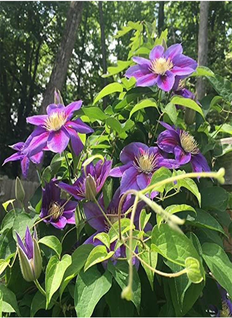 GGOOT - Clematis Hybrid - Clematis Hybrida Flower Seeds, 10 Seeds Home Garden Planting by Heavy Torch, Wildfire - Image 1
