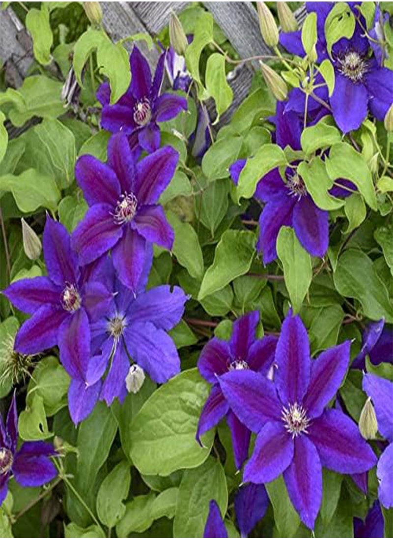 GGOOT - Clematis Hybrid - Clematis Hybrida Flower Seeds, 10 Seeds Home Garden Planting by Heavy Torch, Wildfire - Image 1