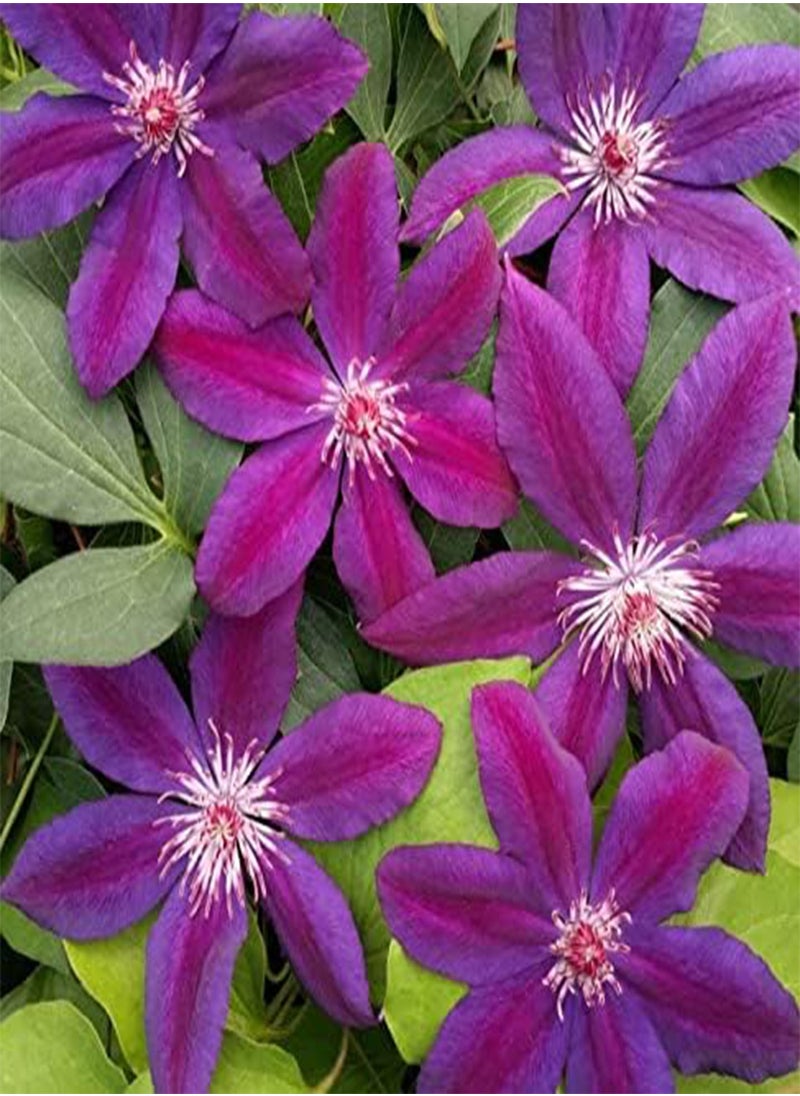GGOOT - Clematis Hybrid - Clematis Hybrida Flower Seeds, 10 Seeds Home Garden Planting by Heavy Torch, Wildfire - Image 1