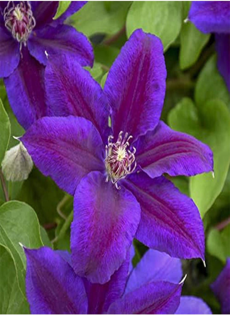 GGOOT - Clematis Hybrid - Clematis Hybrida Flower Seeds, 10 Seeds Home Garden Planting by Heavy Torch, Wildfire - Image 1