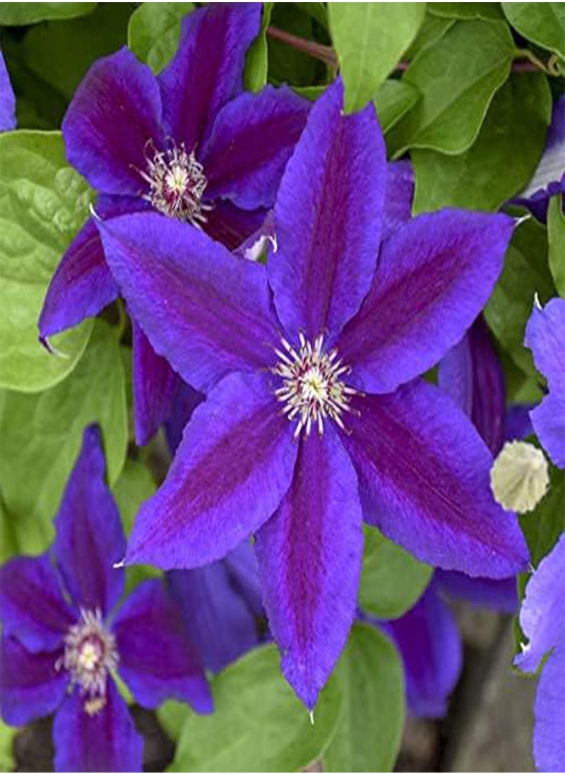 GGOOT - Clematis Hybrid - Clematis Hybrida Flower Seeds, 10 Seeds Home Garden Planting by Heavy Torch, Wildfire - Image 1