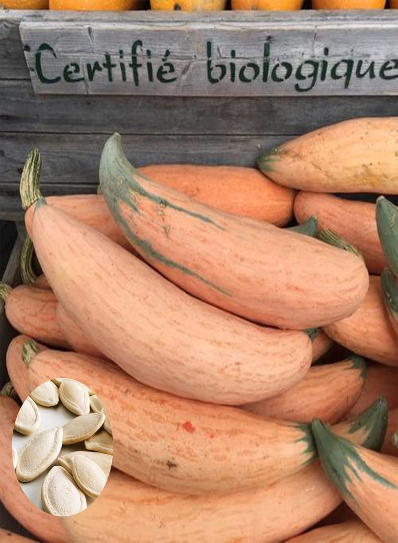 GGOOT 20Pcs Candy Roaster Squash Seeds | DIY Seeds Growing Pack Plant Vegetable Seedlings for Garden Balcony Seeds 1size - Image 1