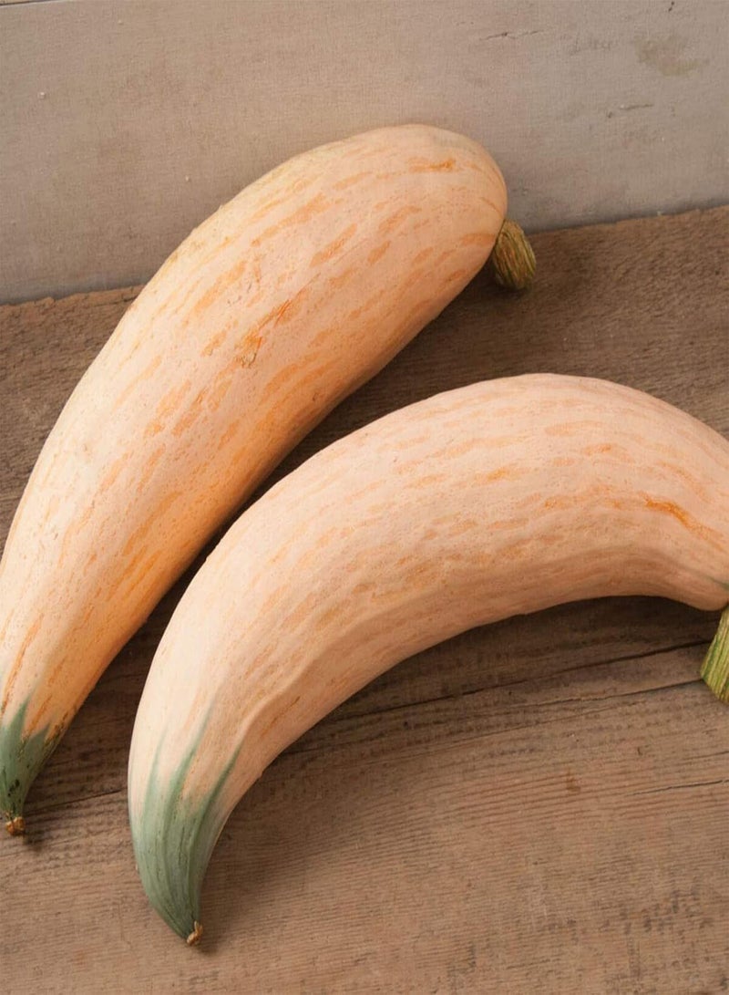 GGOOT 20Pcs Candy Roaster Squash Seeds | DIY Seeds Growing Pack Plant Vegetable Seedlings for Garden Balcony Seeds 1size - Image 4