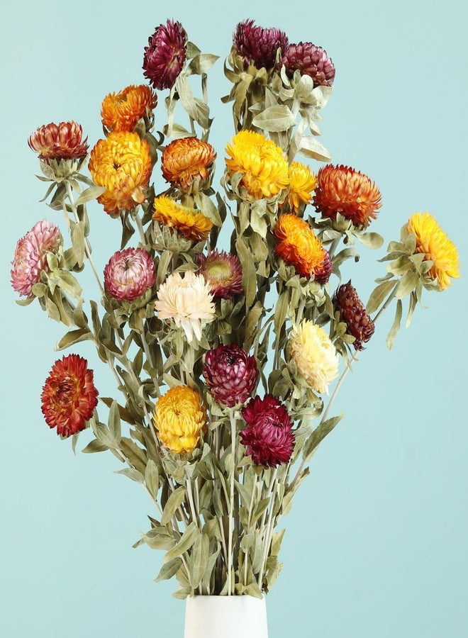 Jtoder Natural Dried Daisy Flowers Bouquet - 20 Pcs Multicolor Dried Flower Bouquets for Home Decoration, Wedding, Party, Centerpieces, DIY Crafts, Fall Decor - Image 1