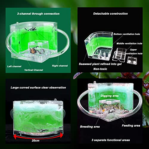 EXBEPE Large 2 Layer Gel Ant Colony Ecosystem Terrarium, Ant Habitat Science Learning Kit - Image 4