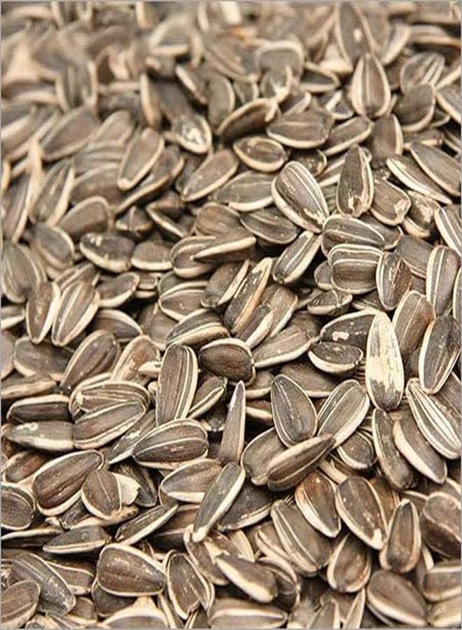 Mistletoe Products Sunflower Seed Bird Food for Parrot, Conures, Lovebirds, Cockatiels, African Grey, Macaws, Cockatoo 900g - Image 2