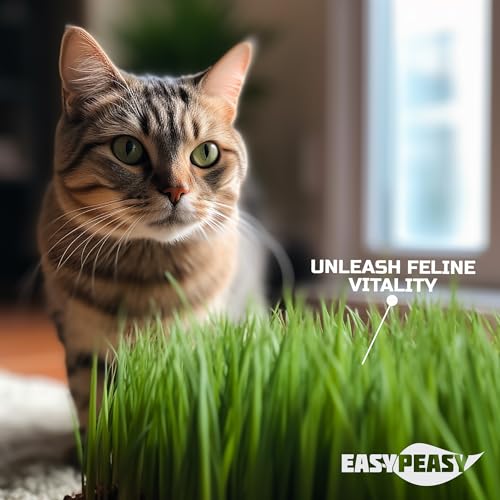 Easy Peasy CATGRASS Seeds | Non GMO | Grown in USA | from Our Farm to Your Home (1POUND(16oz)) - Image 4