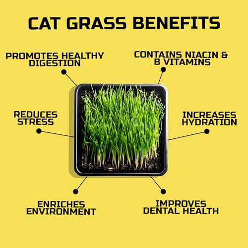 Easy Peasy CATGRASS Seeds | Non GMO | Grown in USA | from Our Farm to Your Home (1POUND(16oz)) - Image 3