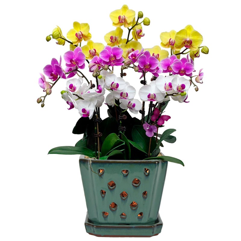 w w W&W Orchid Pot with Holes and Saucer for Repotting, Green, 7" - Image 1