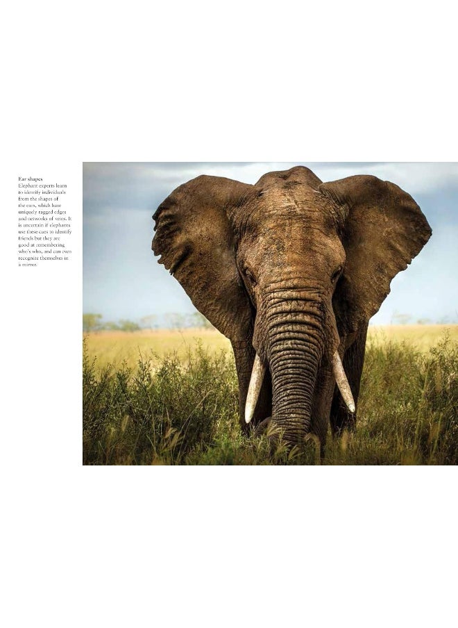 Elephants  - Image 4