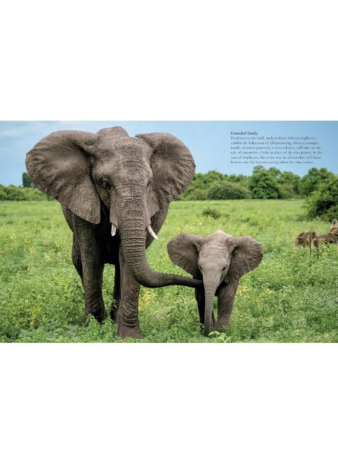 Elephants  - Image 2