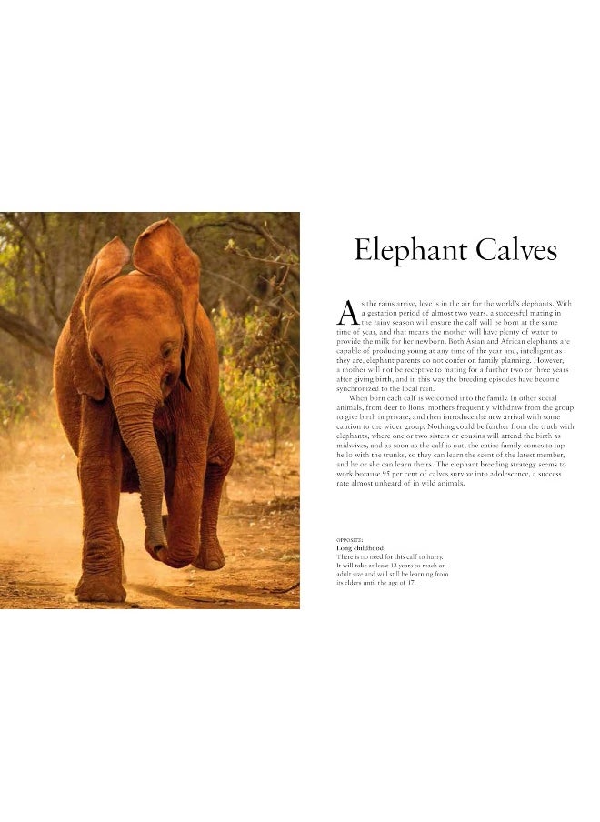 Elephants  - Image 5