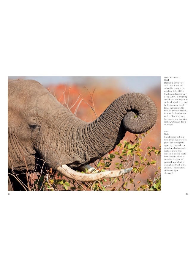 Elephants  - Image 3