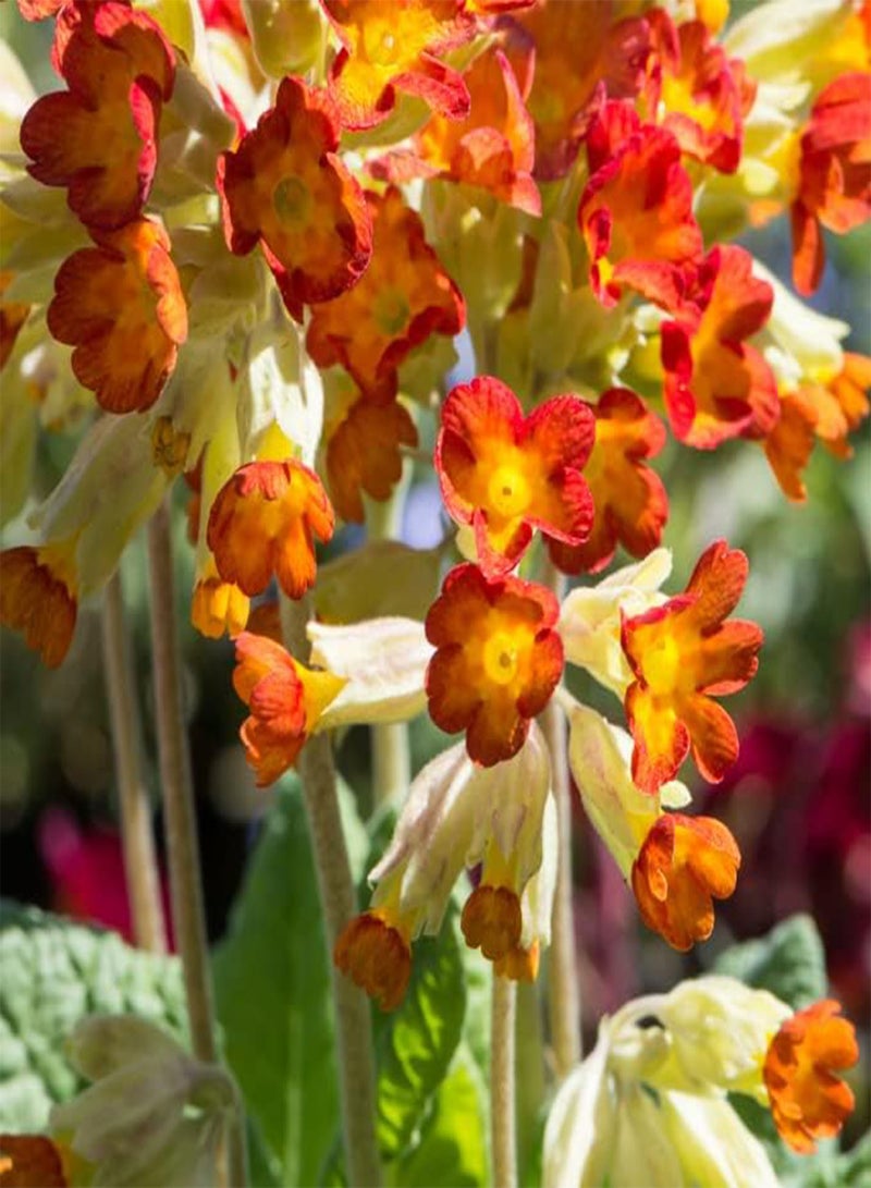 GGOOT Cowslip, Primula varis Sunset Shades 30 Seeds -Perennial