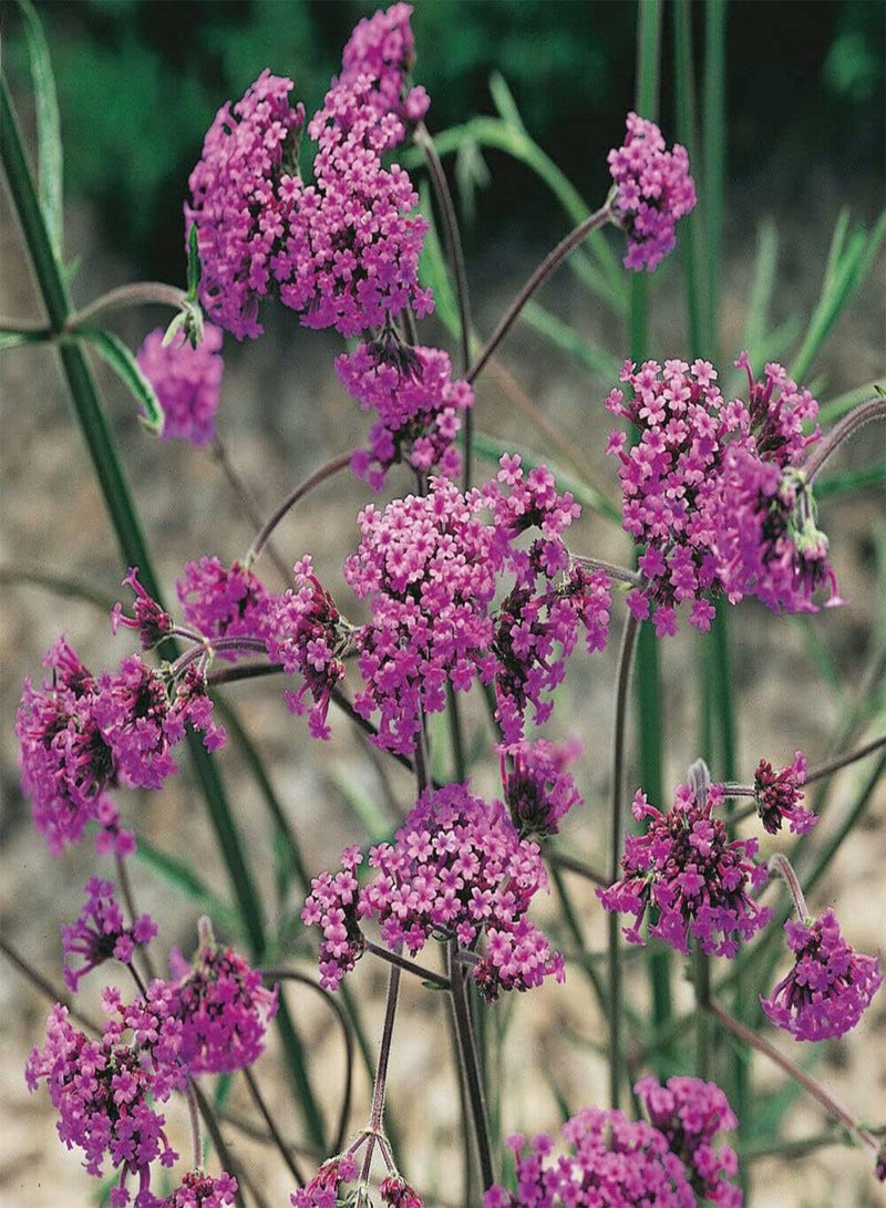 GGOOT Purpletop Vervain - Verbena bonariensis Flower Seeds, Also Known as Argentinian Vervain Home Garden Planting by Heavy Torch, 500 Seeds