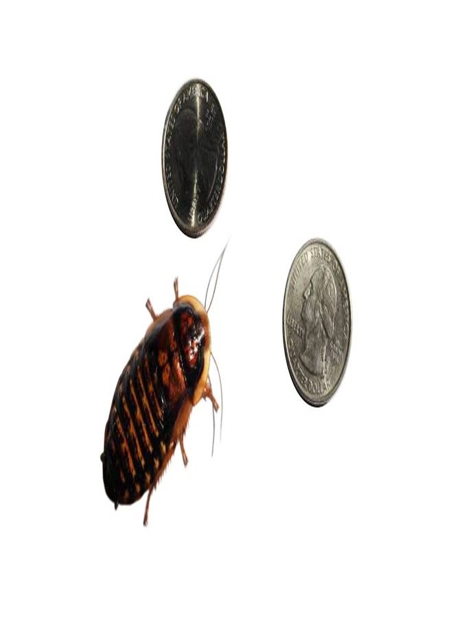 صراصير دوبيا البالغة من Bad Ass Bugs، 10 إناث و5 ذكور، 15 حبة - Image 3