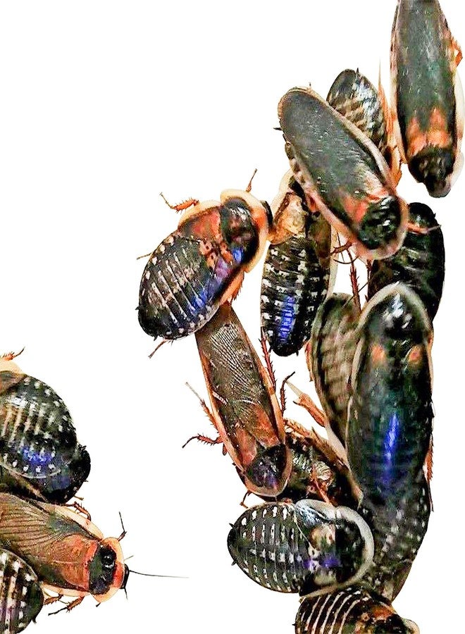 صراصير دوبيا البالغة من Bad Ass Bugs، 10 إناث و5 ذكور، 15 حبة - Image 1
