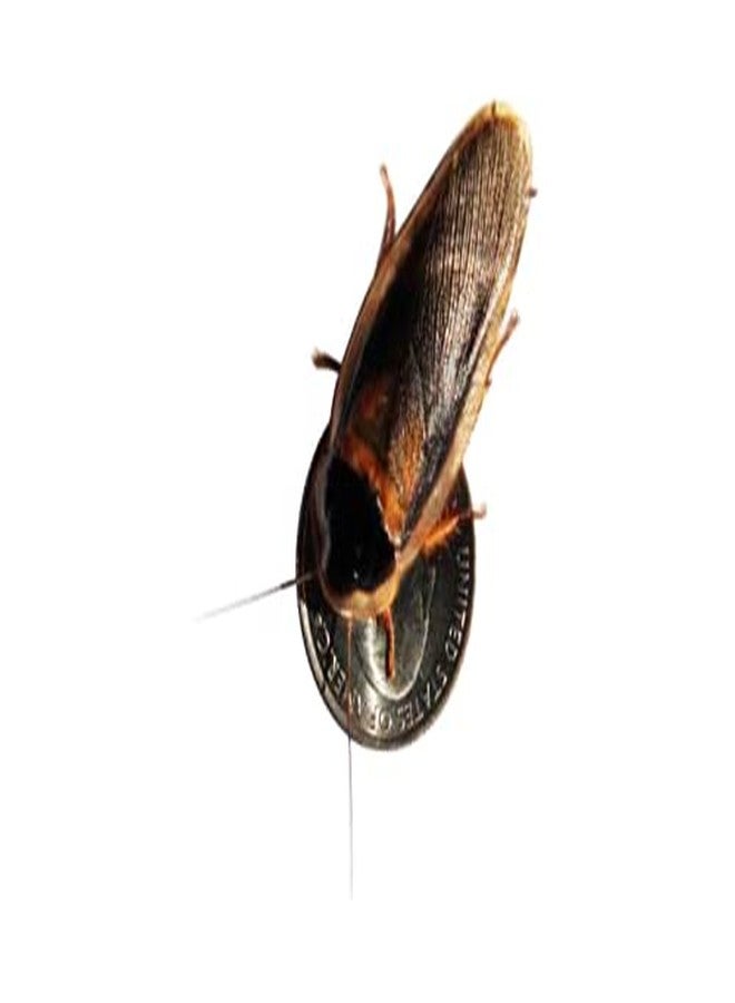 صراصير دوبيا البالغة من Bad Ass Bugs، 10 إناث و5 ذكور، 15 حبة - Image 2