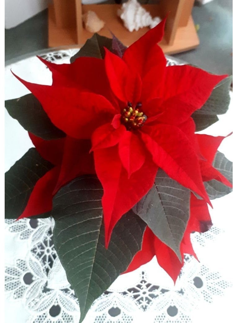 Red Poinsettia Plant, Traditional Christmas Flower, Indoor Flowering Plant, Dark Green Leaves, Bright Red Flowers - Image 2