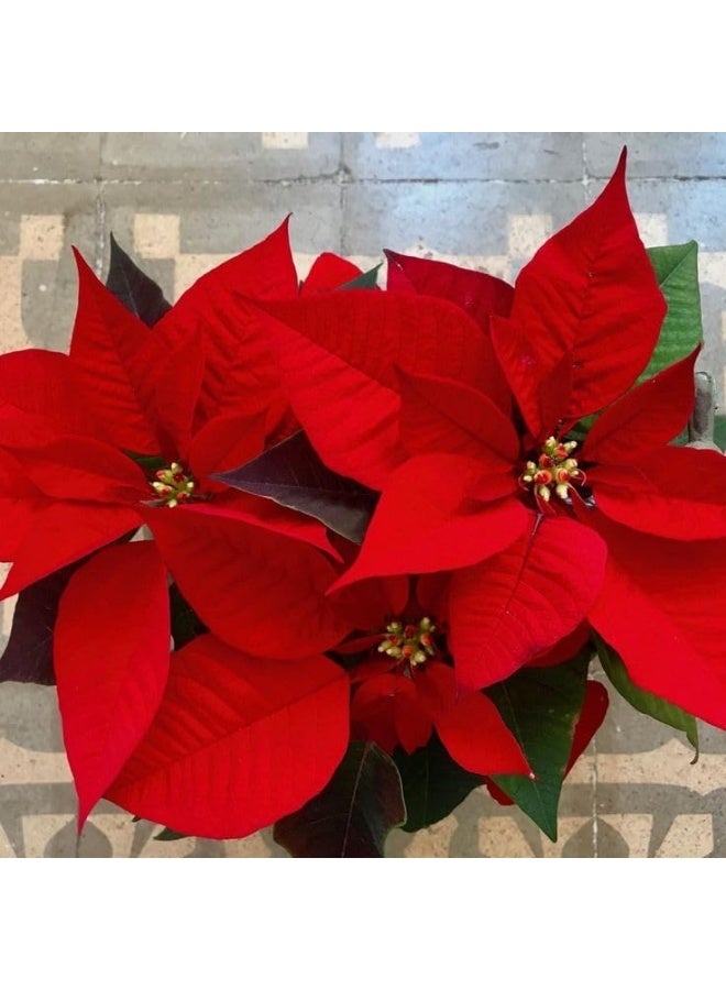 Red Poinsettia Plant, Traditional Christmas Flower, Indoor Flowering Plant, Dark Green Leaves, Bright Red Flowers - Image 5