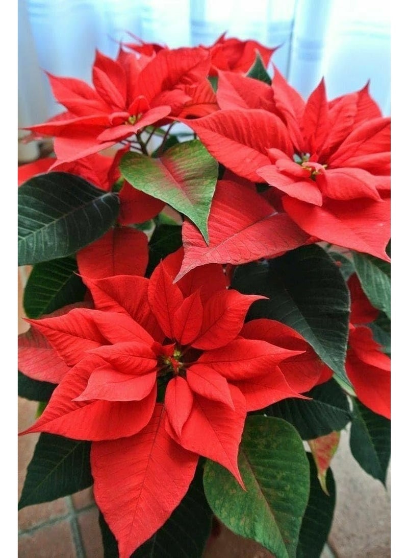 Red Poinsettia Plant, Traditional Christmas Flower, Indoor Flowering Plant, Dark Green Leaves, Bright Red Flowers - Image 1