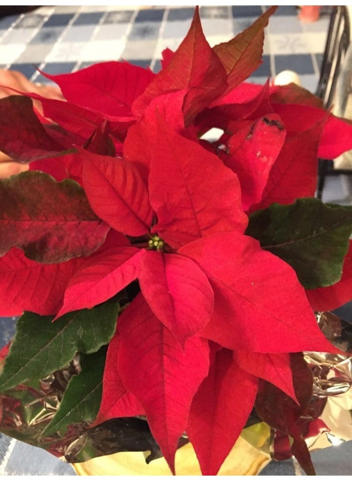 Red Poinsettia Plant, Traditional Christmas Flower, Indoor Flowering Plant, Dark Green Leaves, Bright Red Flowers - Image 3