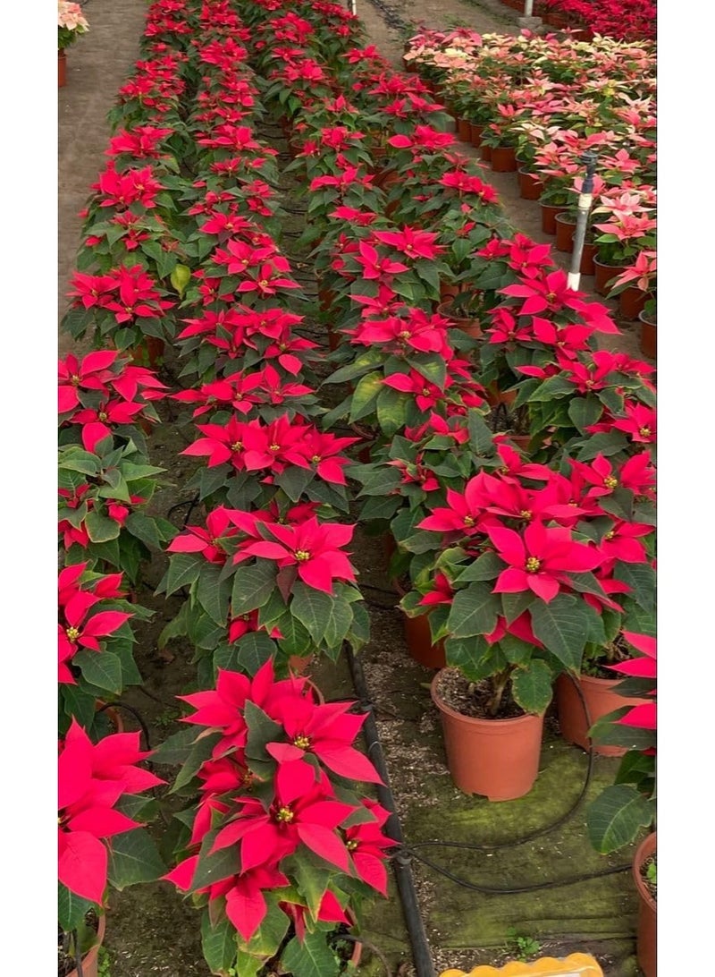 Red Poinsettia Plant, Traditional Christmas Flower, Indoor Flowering Plant, Dark Green Leaves, Bright Red Flowers - Image 4