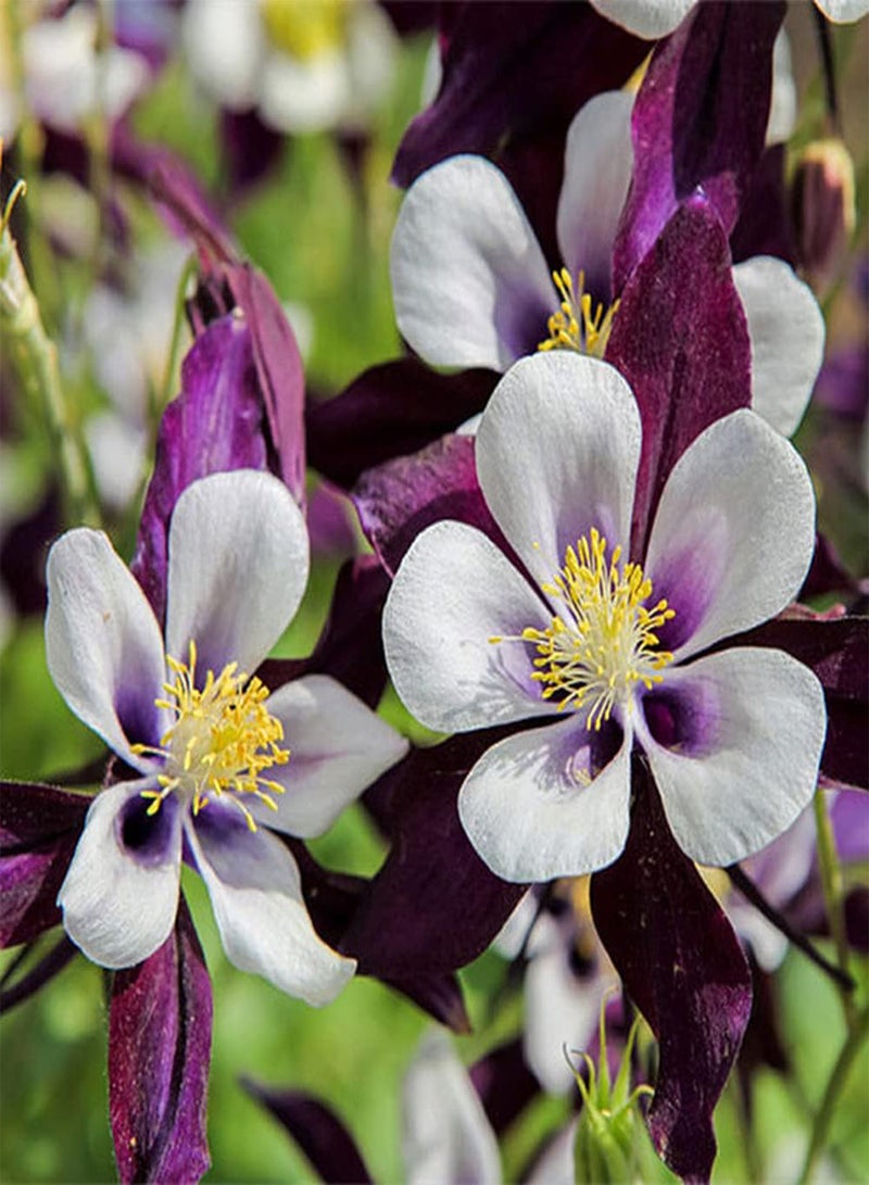 جي جوت 50 قطعة من بذور أكويليجيا، زهرة كولومبين معمرة جميلة ورقيقة، ديكور حديقة فريد، زراعة بسيطة، مستوى مبتدئ، مناسب للمبتدئين - Image 1