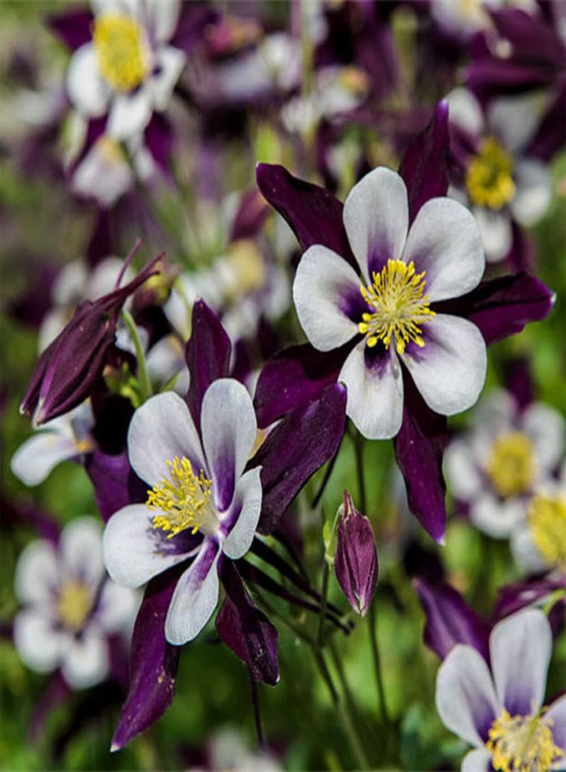 جي جوت 50 قطعة من بذور أكويليجيا، زهرة كولومبين معمرة جميلة ورقيقة، ديكور حديقة فريد، زراعة بسيطة، مستوى مبتدئ، مناسب للمبتدئين - Image 2