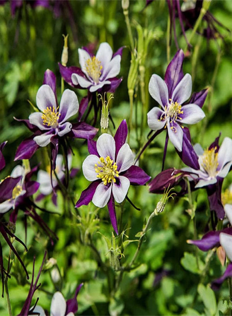 جي جوت 50 قطعة من بذور أكويليجيا، زهرة كولومبين معمرة جميلة ورقيقة، ديكور حديقة فريد، زراعة بسيطة، مستوى مبتدئ، مناسب للمبتدئين - Image 3