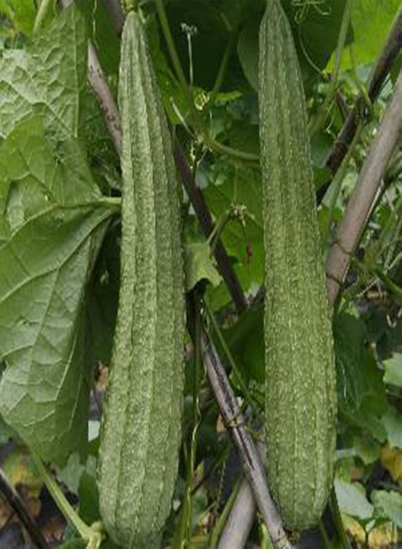 جي جوت بذور نباتية، كيس واحد من البذور، غير معدلة وراثيًا، عالية الغلة، بذور لوفا أسطوانية صغيرة غزيرة الإنتاج للمنزل - بذور - Image 3