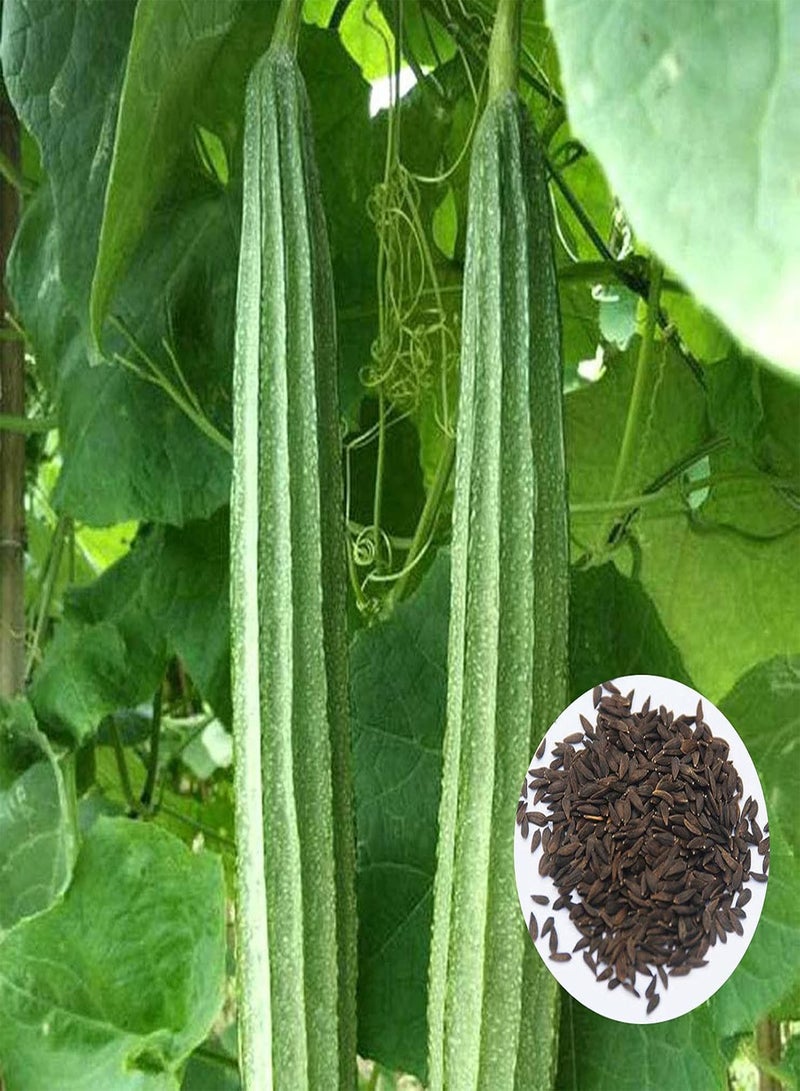 جي جوت بذور نباتية، كيس واحد من البذور، غير معدلة وراثيًا، عالية الغلة، بذور لوفا أسطوانية صغيرة غزيرة الإنتاج للمنزل - بذور - Image 1