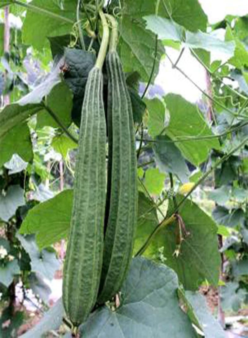 جي جوت بذور نباتية، كيس واحد من البذور، غير معدلة وراثيًا، عالية الغلة، بذور لوفا أسطوانية صغيرة غزيرة الإنتاج للمنزل - بذور - Image 2