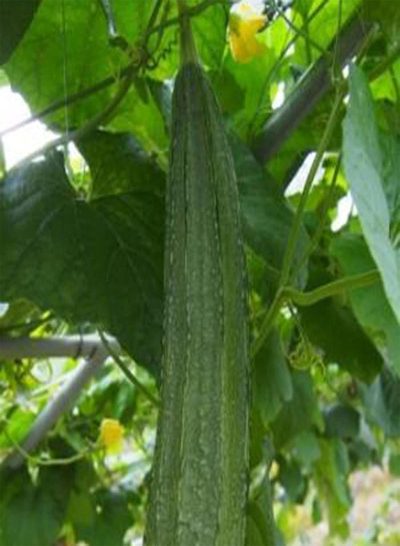 جي جوت بذور نباتية، كيس واحد من البذور، غير معدلة وراثيًا، عالية الغلة، بذور لوفا أسطوانية صغيرة غزيرة الإنتاج للمنزل - بذور - Image 4