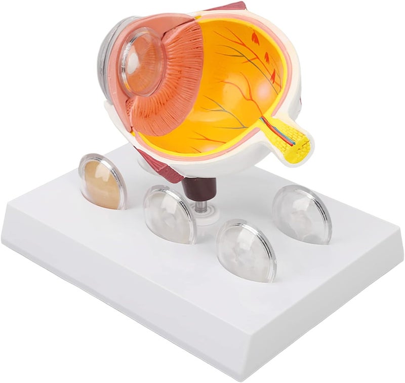 klarako Enlarged Human Eye Anatomical Model - Accurate Shows Optic Nerves Cornea Iris Lens Eyeball Model - Image 1