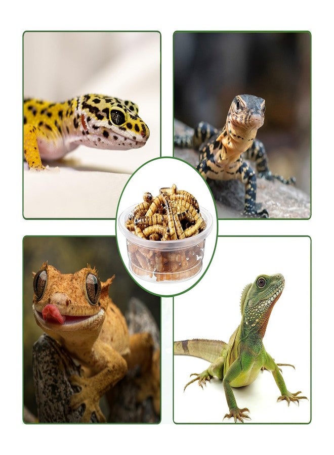 ANCKNE 200 pcs 0.5oz Crested Gecko Food and Water Feeding Cups | Reptile Feeder Bowls | for Lizard and Other Small Pet Ledge Accessories Supplies - Image 3