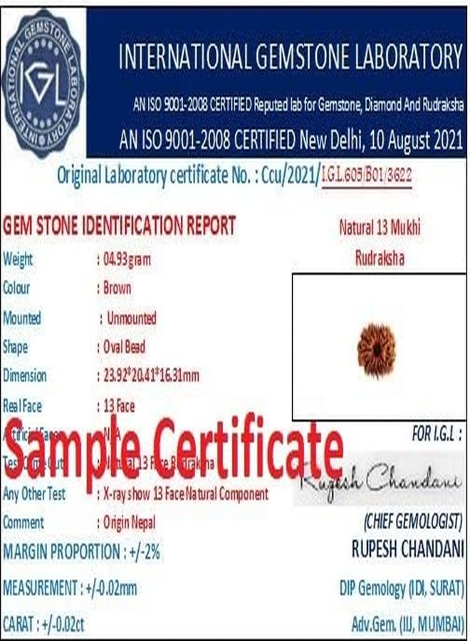 IRIS GEMS 13 Mukhi Rudraksha Nepal 13 Mukhi Nepali Rudraksha Pendant Certified Brown Bead Oval Shape तेरह मुखी रुद्राक्ष With Best Pendant Or Laal Dori नेपाल 13 मुखी रुद्राक्ष For Wearing & Pendant - Image 4