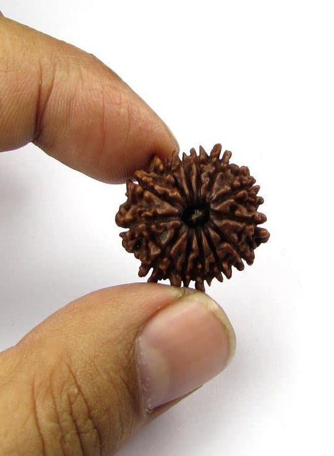 IRIS GEMS 13 Mukhi Rudraksha Nepal 13 Mukhi Nepali Rudraksha Pendant Certified Brown Bead Oval Shape तेरह मुखी रुद्राक्ष With Best Pendant Or Laal Dori नेपाल 13 मुखी रुद्राक्ष For Wearing & Pendant - Image 3