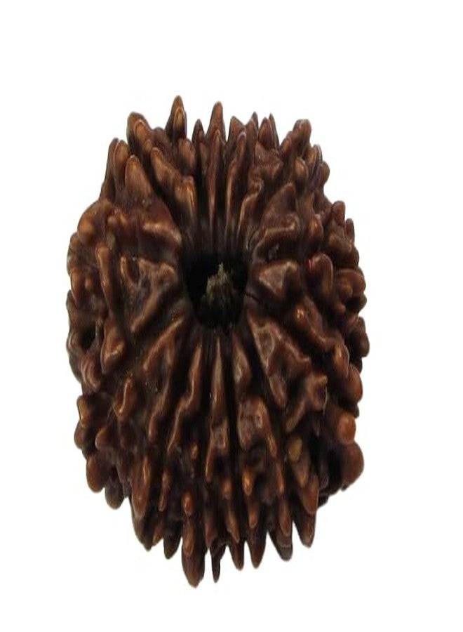 IRIS GEMS 13 Mukhi Rudraksha Nepal 13 Mukhi Nepali Rudraksha Pendant Certified Brown Bead Oval Shape तेरह मुखी रुद्राक्ष With Best Pendant Or Laal Dori नेपाल 13 मुखी रुद्राक्ष For Wearing & Pendant - Image 1