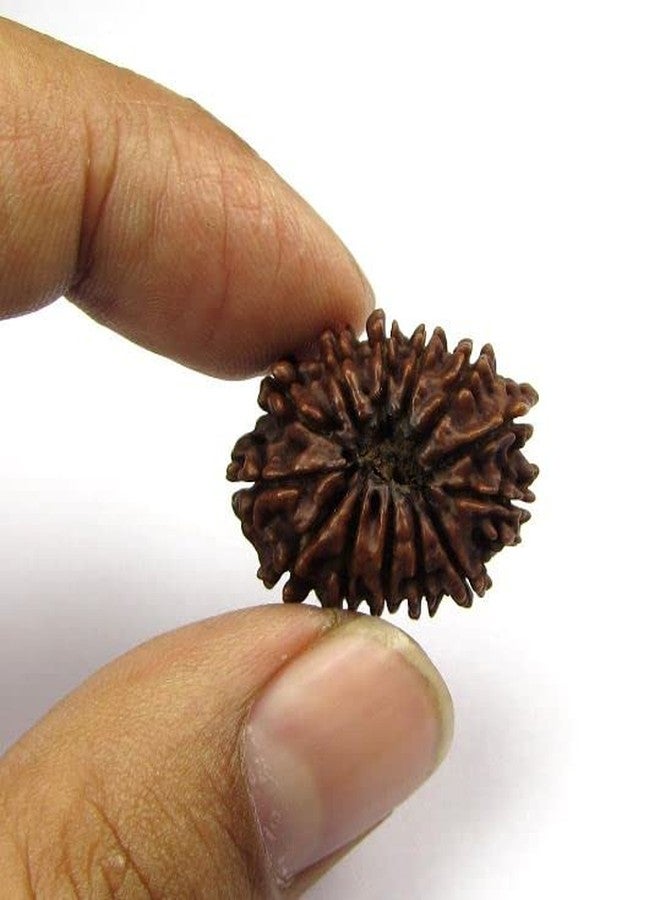 IRIS GEMS 13 Mukhi Rudraksha Nepal 13 Mukhi Nepali Rudraksha Pendant Certified Brown Bead Oval Shape तेरह मुखी रुद्राक्ष With Best Pendant Or Laal Dori नेपाल 13 मुखी रुद्राक्ष For Wearing & Pendant - Image 2