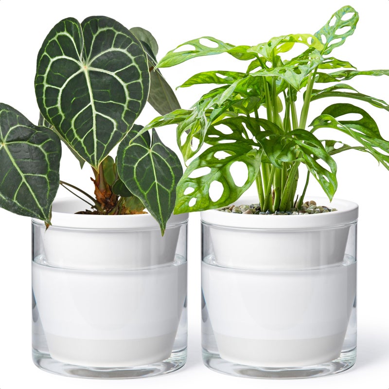 D'vine Dev 6 Inch Design Self Watering Planter for Indoor Plants, White Terracotta Pots with Cylinder Glass Cup, Set of 2, 37-Y-B-2 - Image 1
