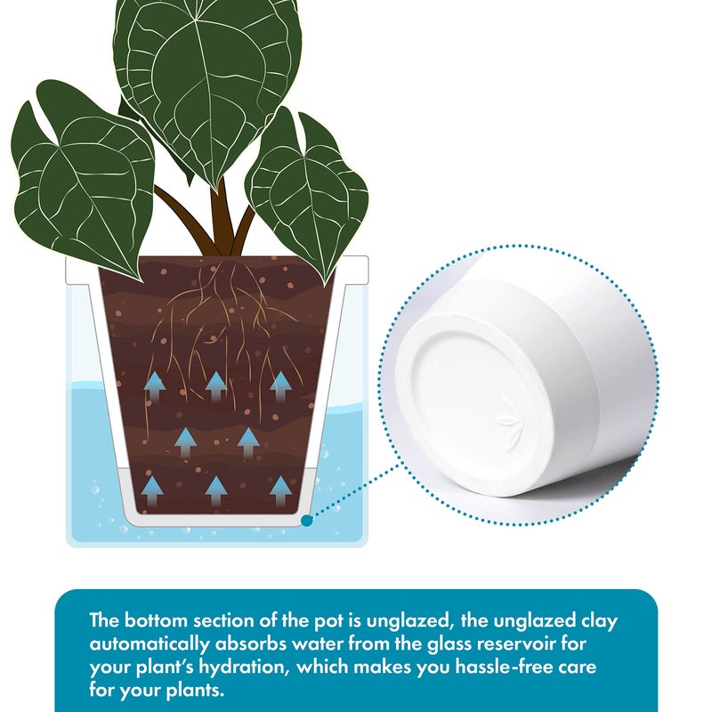 D'vine Dev 6 Inch Design Self Watering Planter for Indoor Plants, White Terracotta Pots with Cylinder Glass Cup, Set of 2, 37-Y-B-2 - Image 4