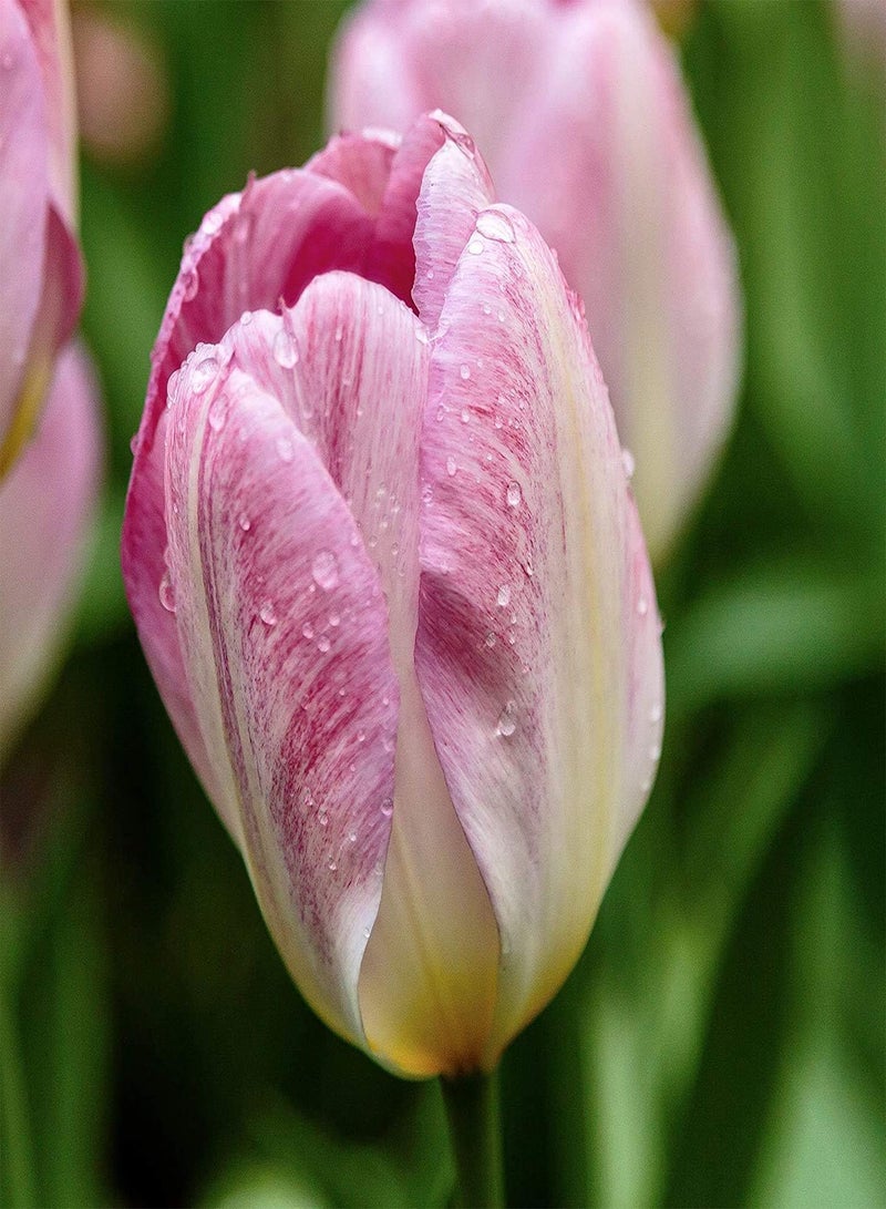 GGOOT 10 rosa Tulpenzwiebeln Blumen schaffen einzigartig schöne Umgebung einzigartige Blumenform Macht faszinierende Landschaft Anfänger - Image 1