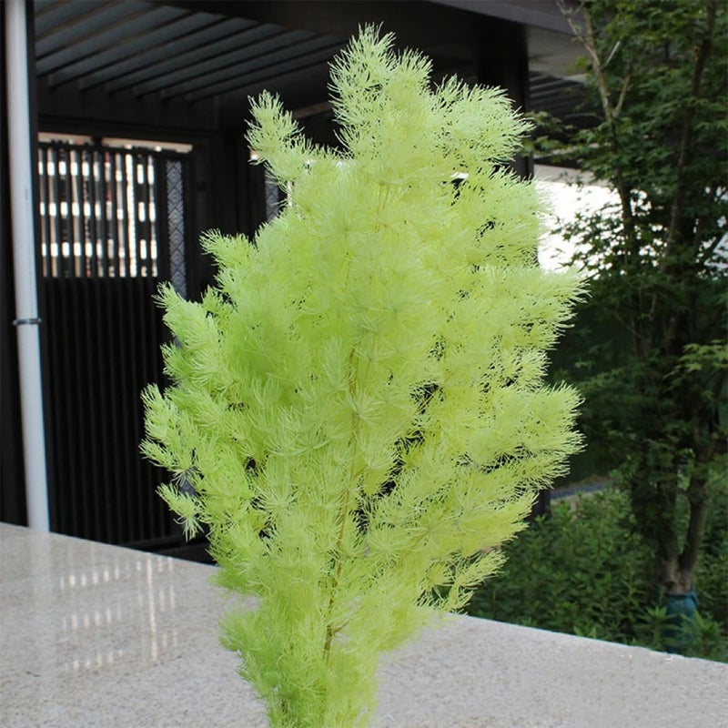 Bluejw Dried Plants 100g DIY Material – Preserved Asparagus Myrioeladus & Ming Fern for Wedding Bouquets, Home Decor, and Craft Projects - Image 1