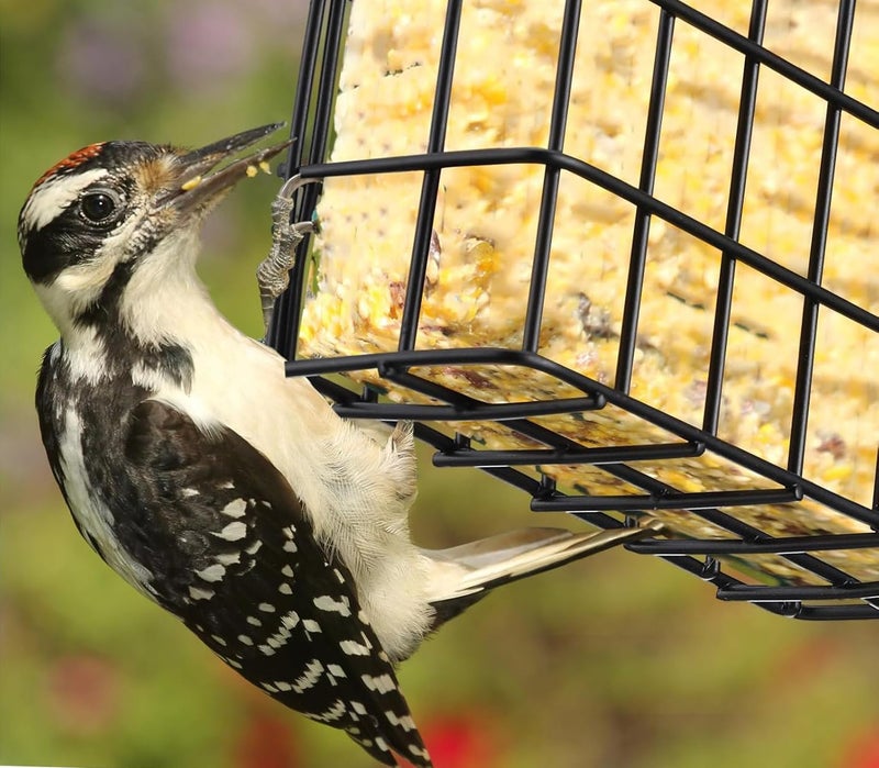 Mcage Two of Durable Outdoor Garden Yard Patio Suet Bird Parrot Easy Open Reusable Feeders Squirrel Proof for Outside Wild Bird Parrot Woodpecker Hummingbird Hanging Fruit Capacity Suet Cake Food - Image 5