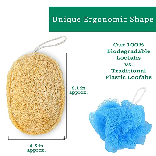 LooLife Natural Loofah Exfoliating Sponge (3 Pack) - Organic Body Scrubber - Biodegradable Shower Luffa - Image 2