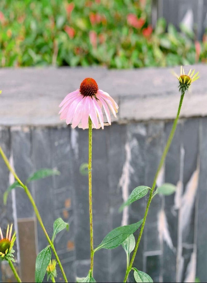 GGOOT 50Pcs Echinacea Seeds Perennial Herb Heirloom Flower Easy to Maintain Suitable for Beginners Delicate Flowers for Indoor and Outdoor Planting - Image 2