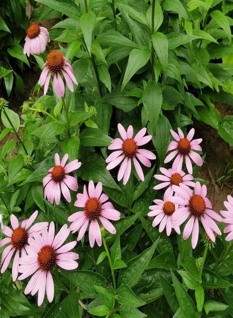 GGOOT 50Pcs Echinacea Seeds Perennial Herb Heirloom Flower Easy to Maintain Suitable for Beginners Delicate Flowers for Indoor and Outdoor Planting - Image 1