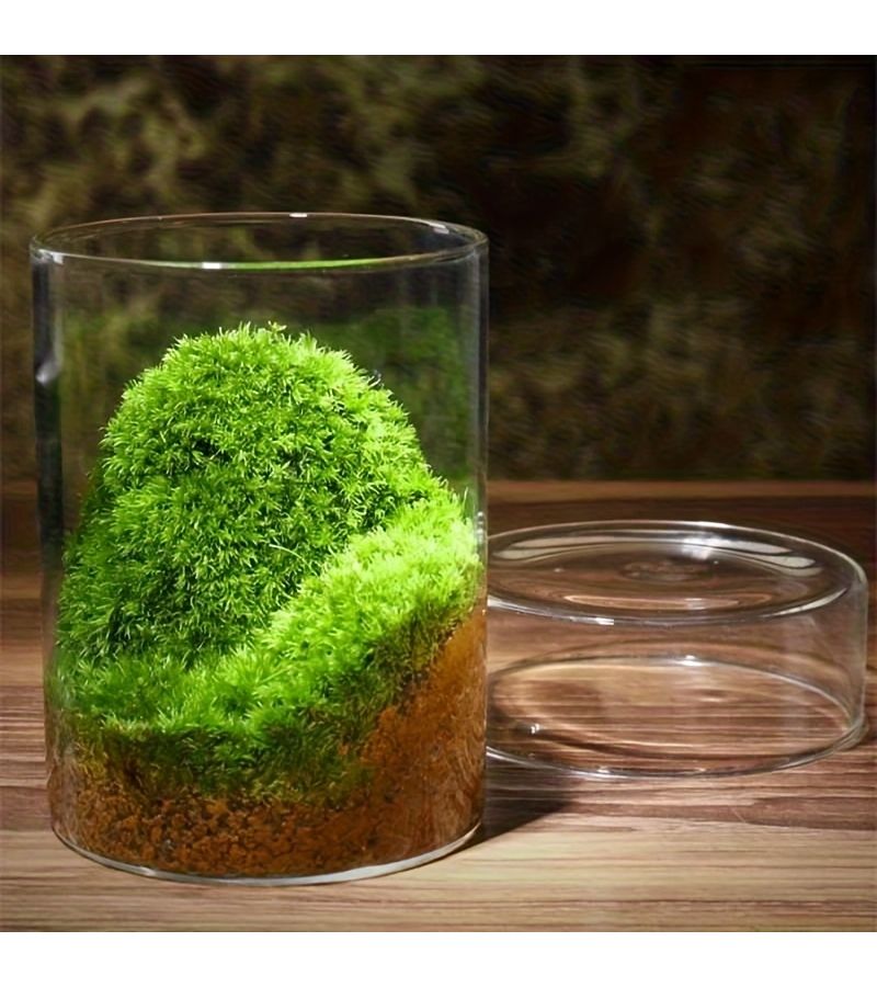 Cylindrical Double Hole Glass Bottle With Cap Breathable Micro Landscape Decor - Image 5